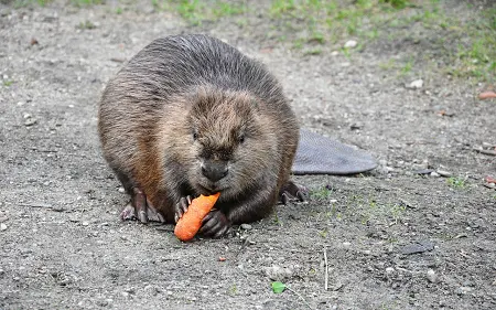 What do beavers eat