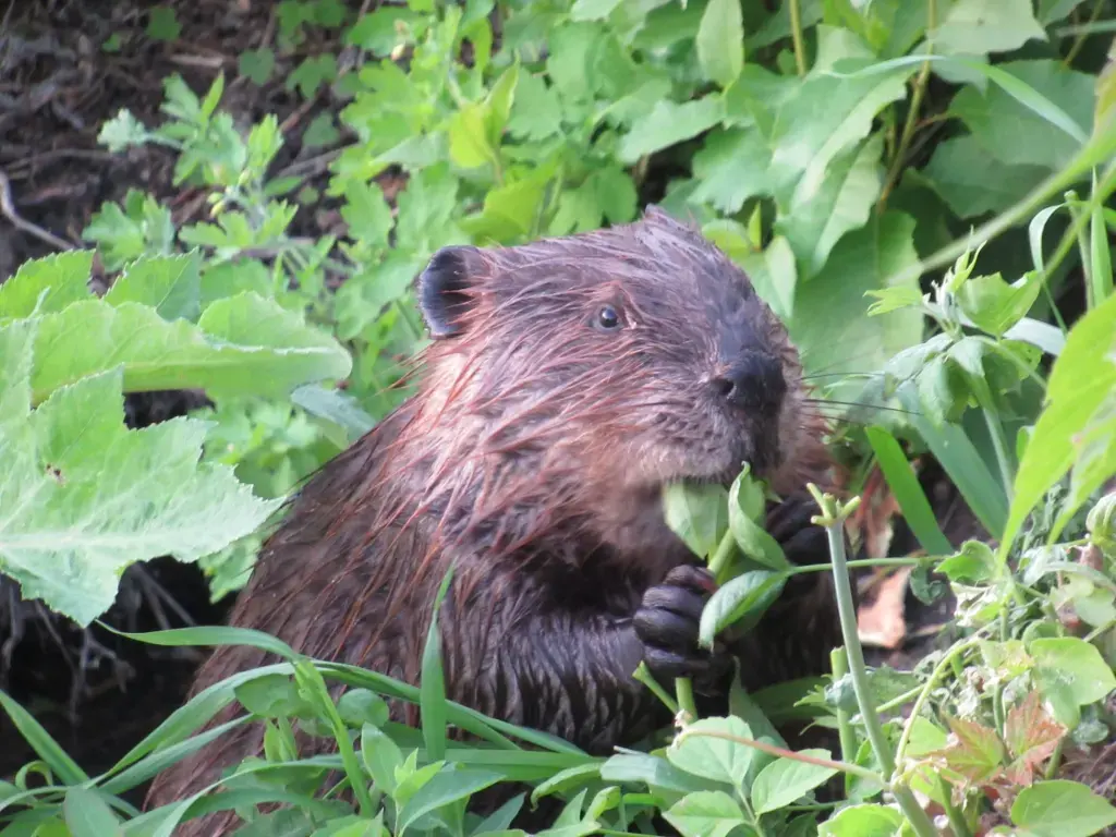 Did you know…beavers don't eat fish? (And other myths)