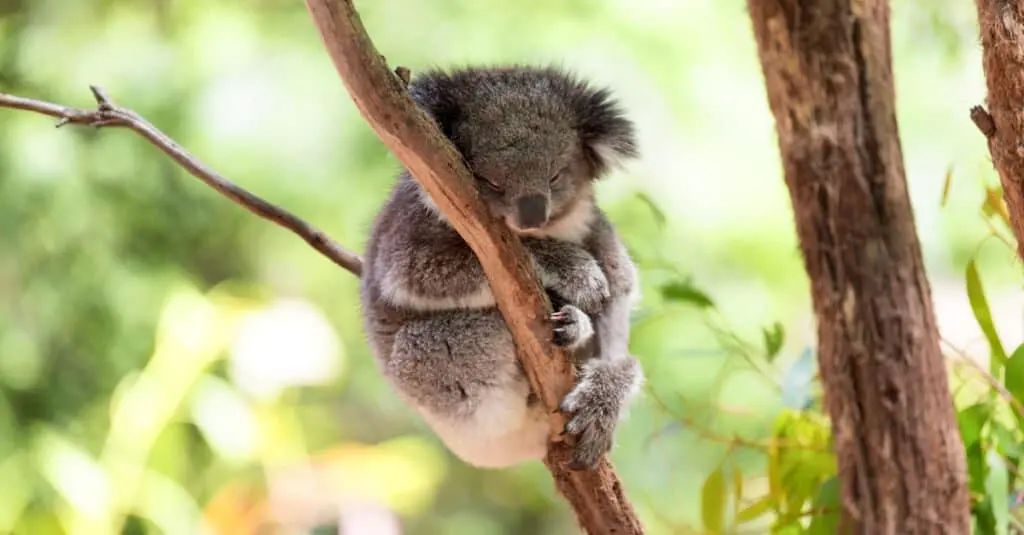Babies koalas — image 2