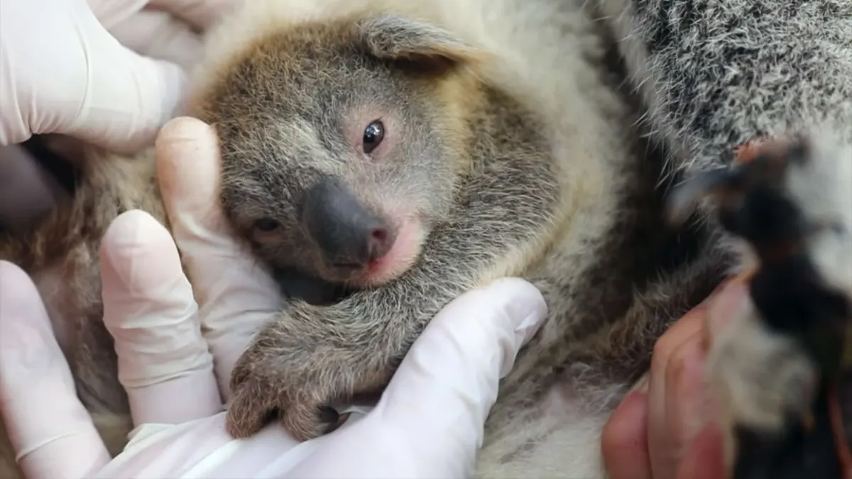Babies koalas — image 3