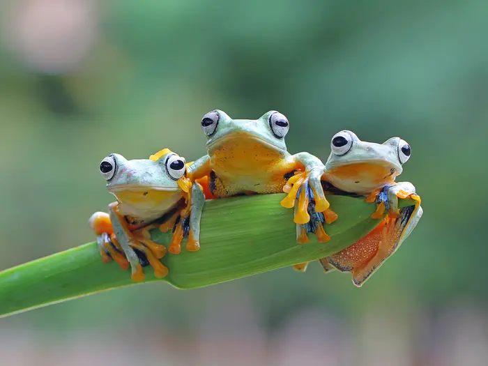 What is a group of frogs called