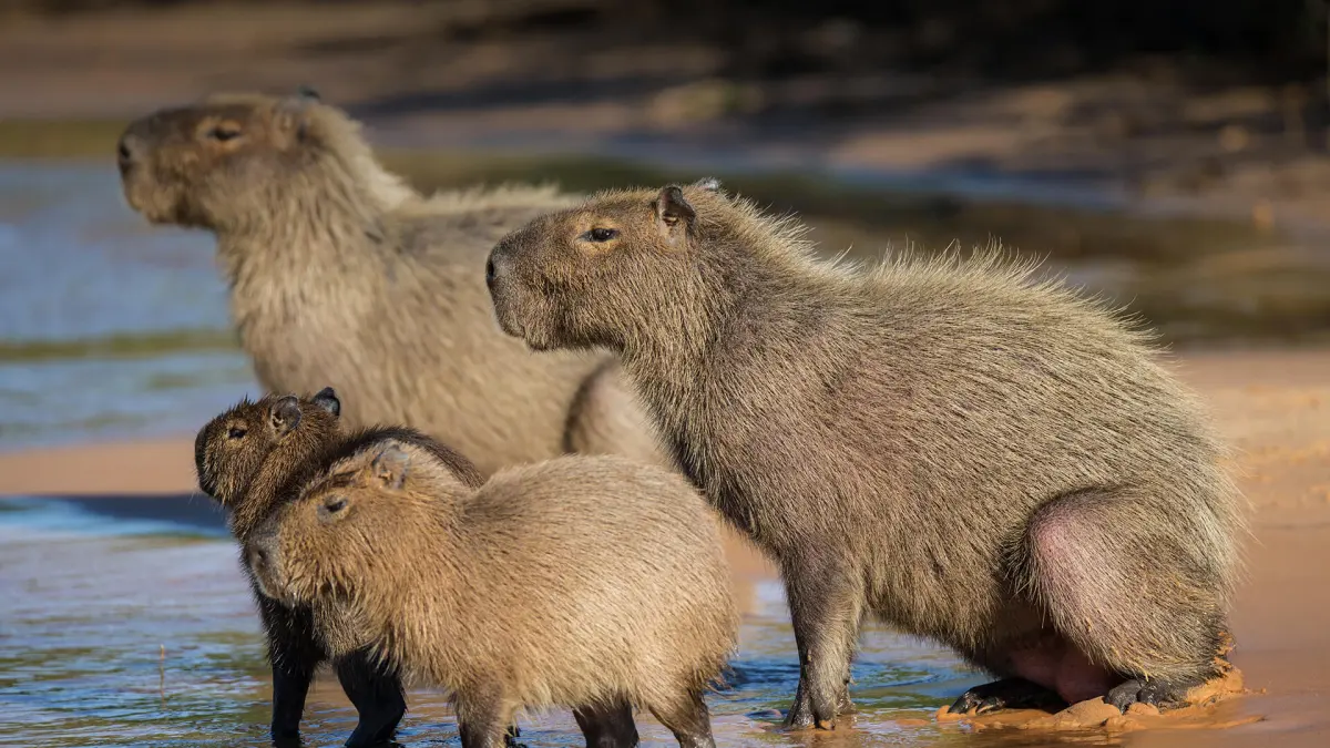 Where do capybaras live