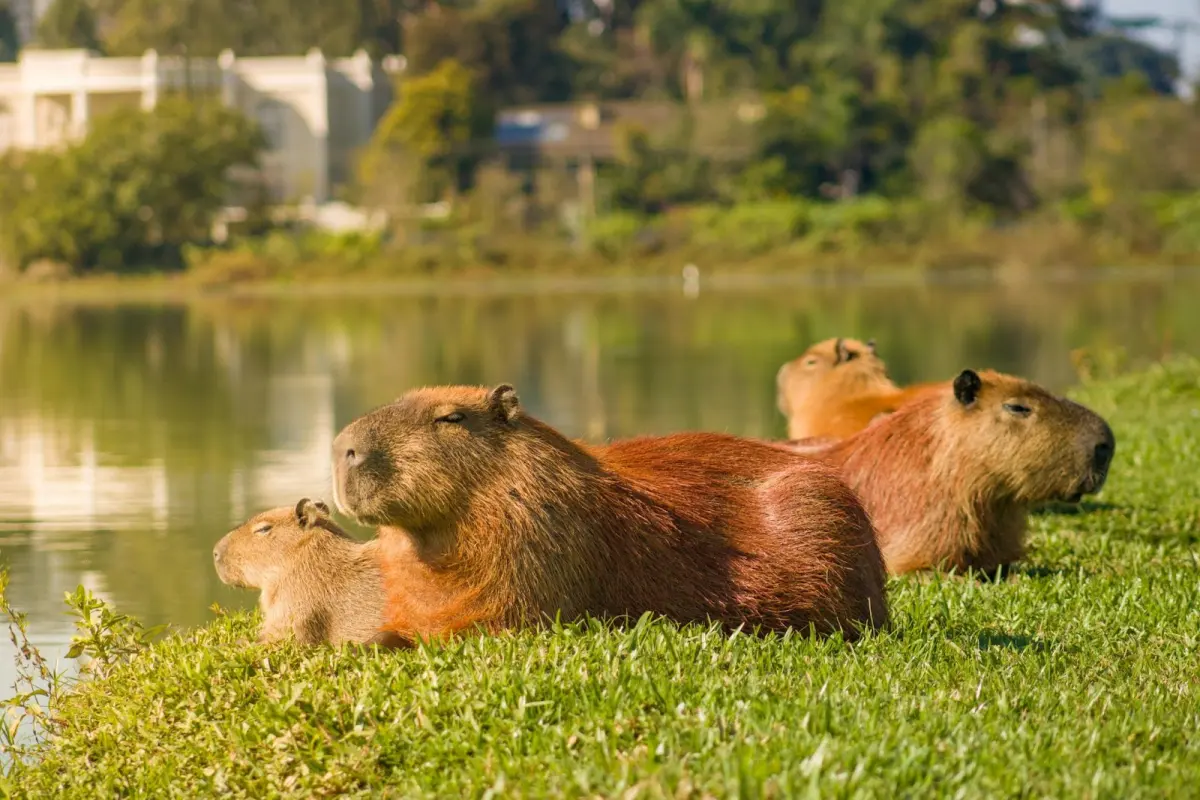 Capybaras: Facts, Habitat, Behavior, and Why They're So Loved