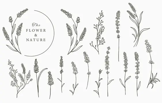 Lavender Drawing