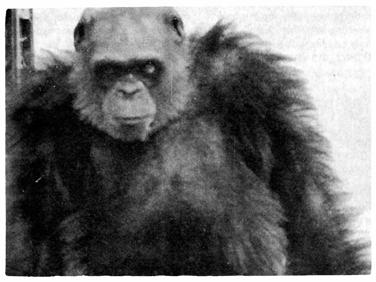 The giant chimpanzees of Congo