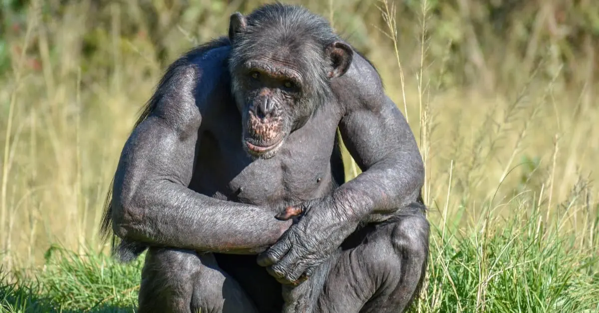 Big chimpanzees — image 3