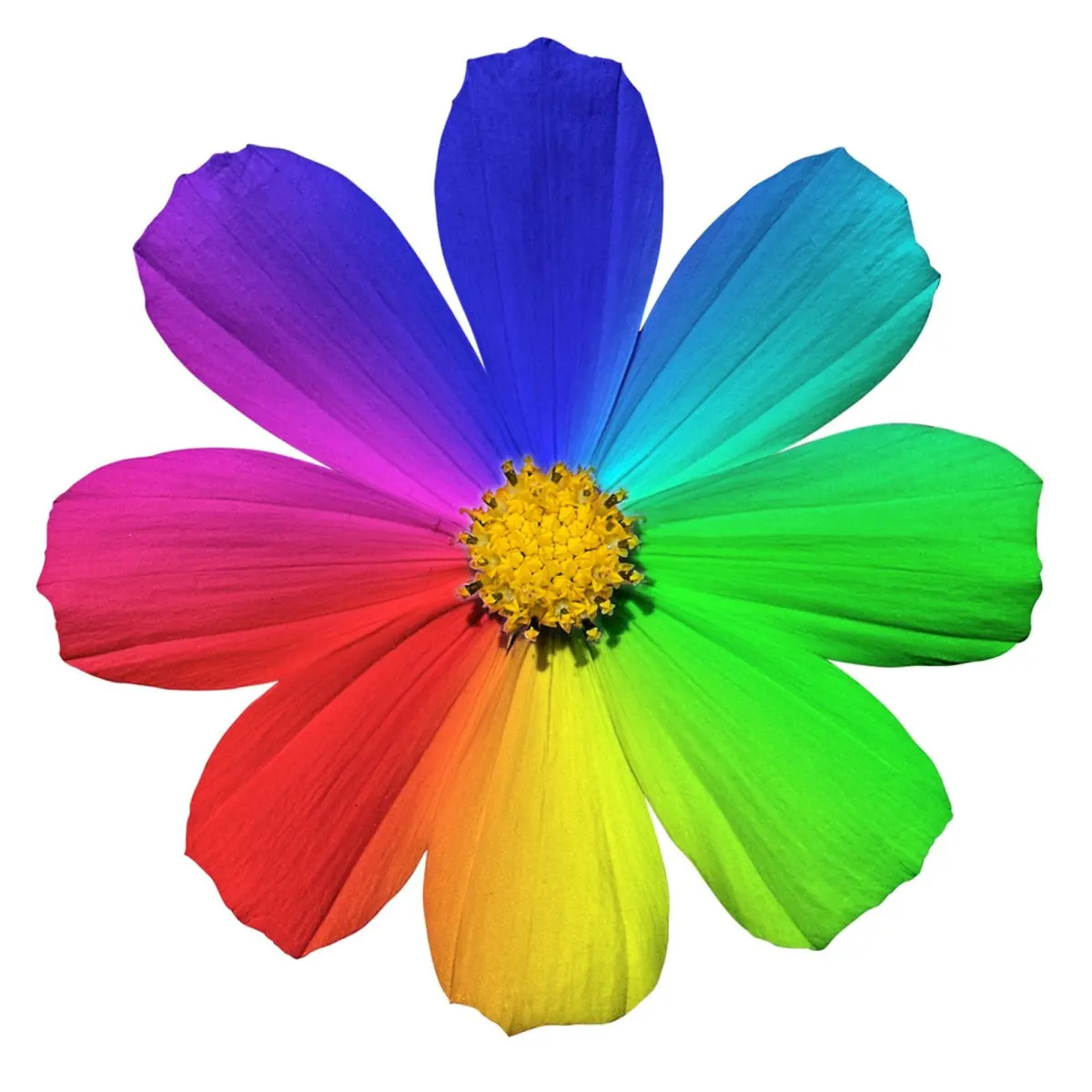 Flowers color — image 3