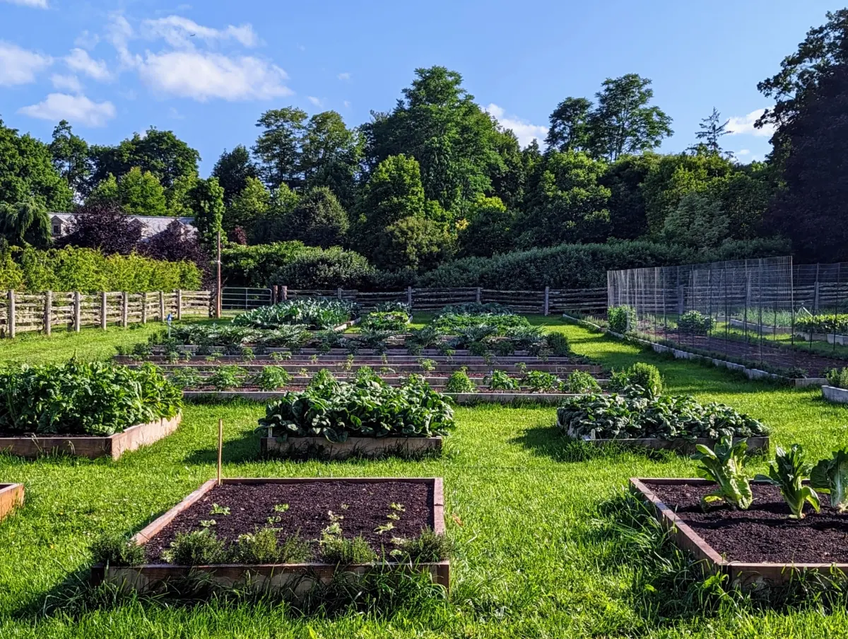 Everything is Growing Beautifully in My New Vegetable Garden
