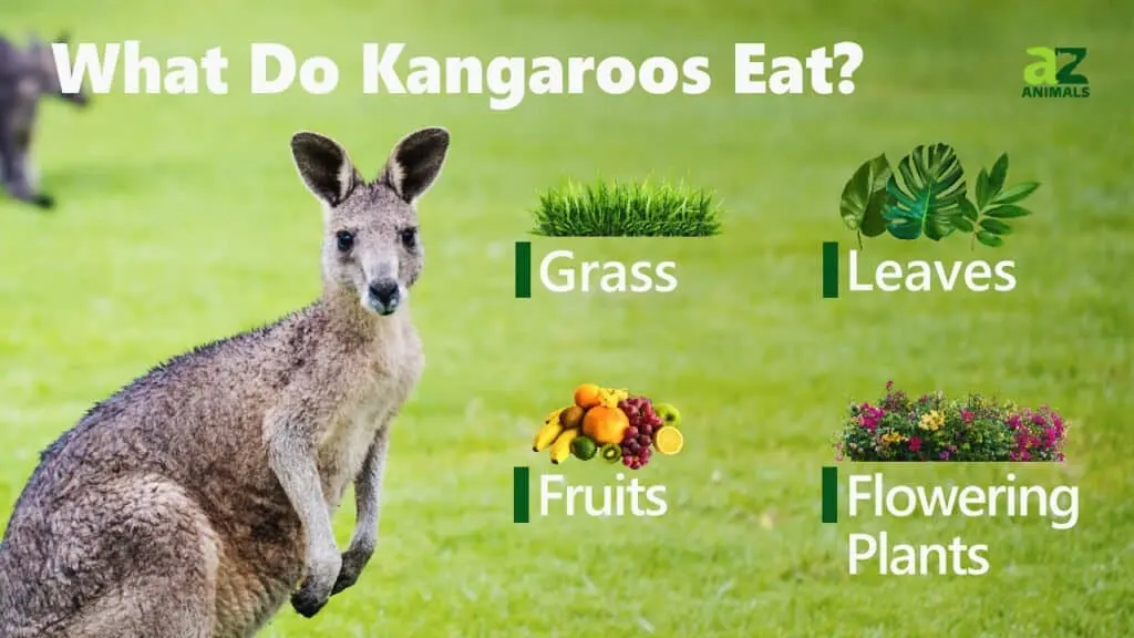 What Do Kangaroos Eat?