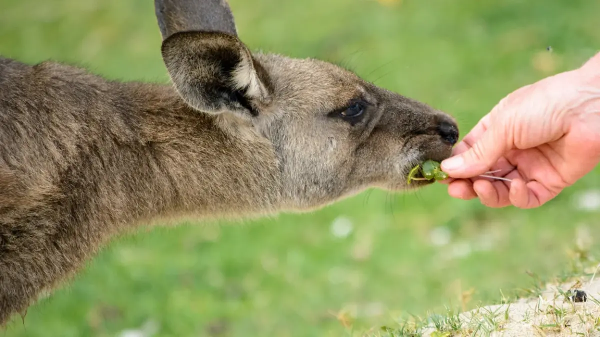 Kangaroos are injuring tourists because they're being fed human food