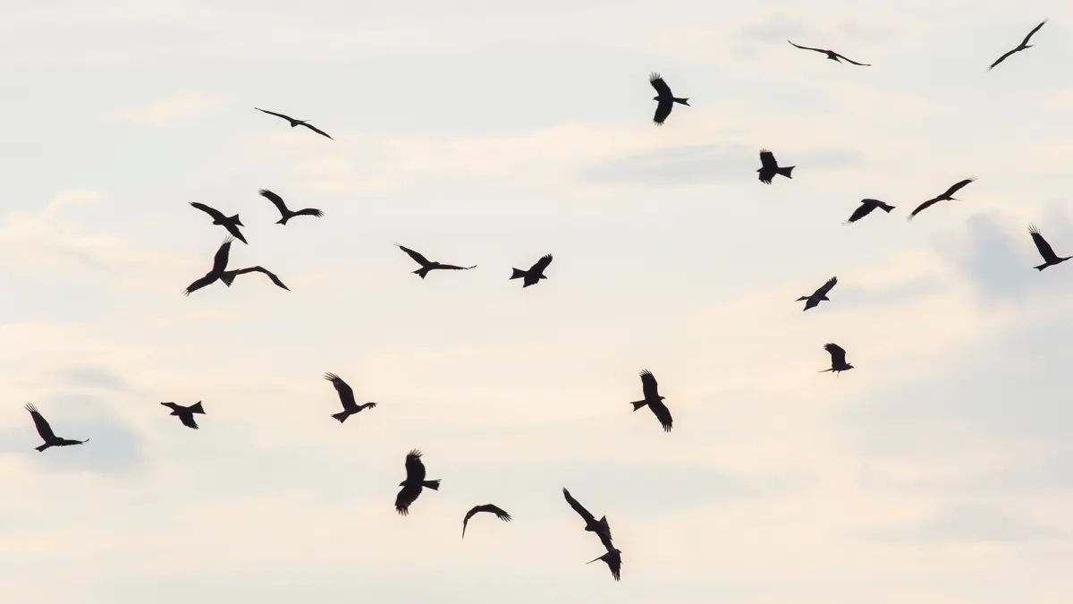 What makes a group of hawks a "kettle"