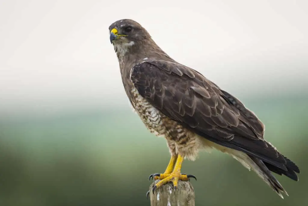 What Is a Group of Hawks Called?