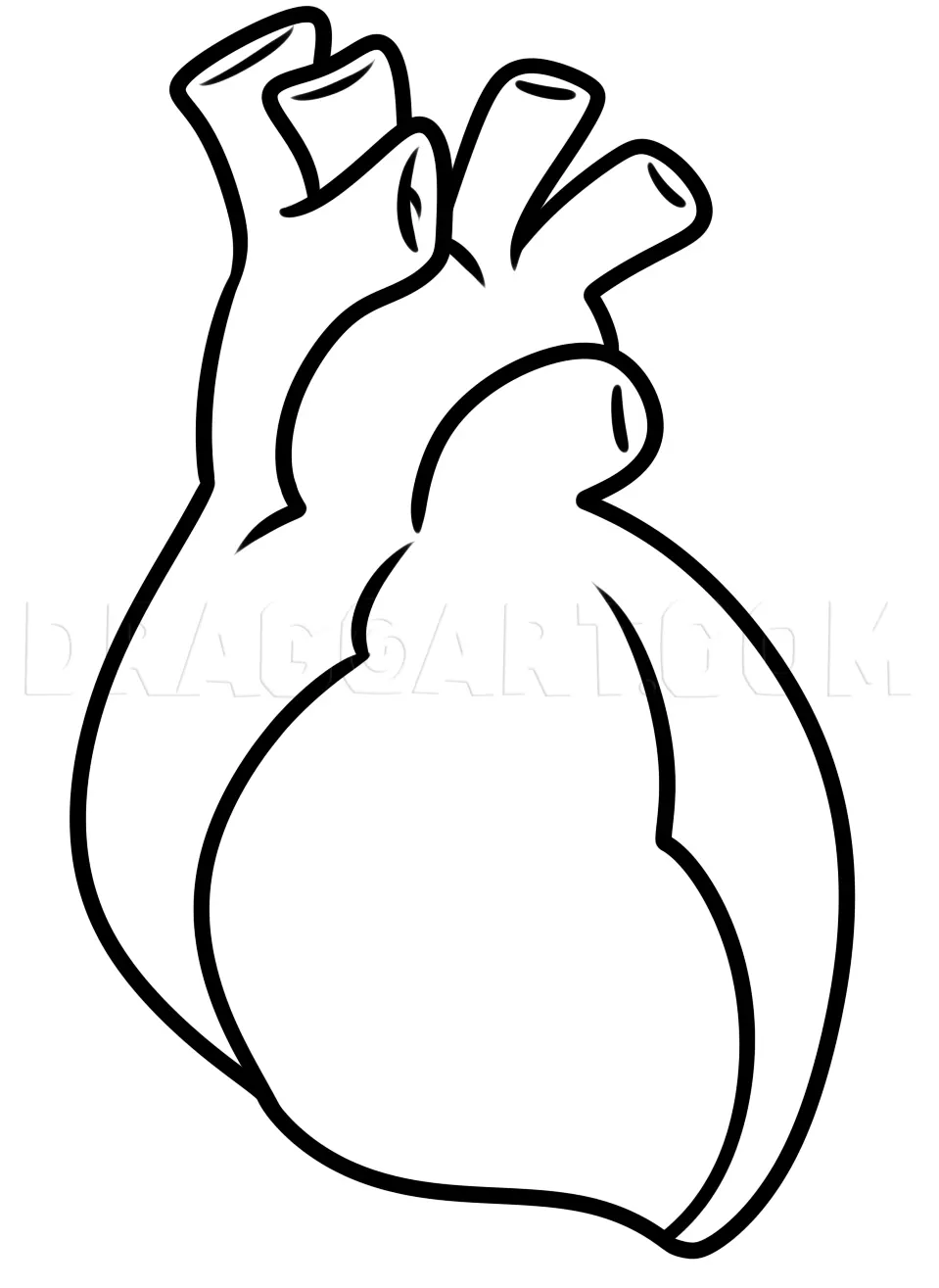 Drawing A Human Heart For Kids, Drawing, Step by Step, by Dawn
