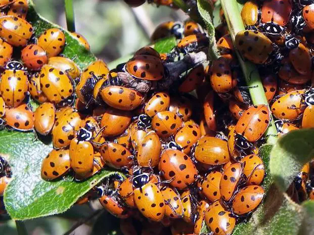Ladybugs live — image 3
