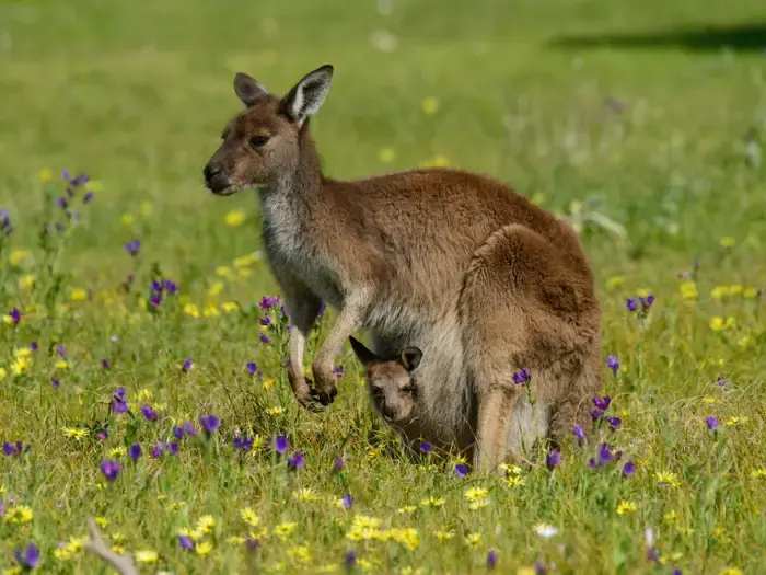 Babies kangaroos — image 2