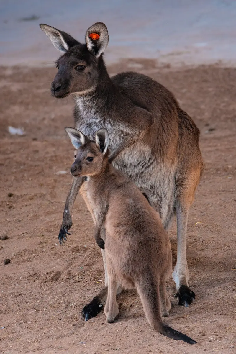Babies kangaroos — image 3