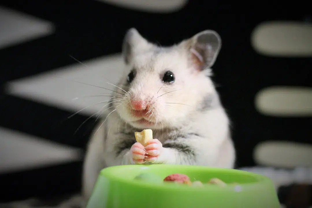 What Can Hamsters Eat?