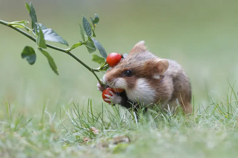 What Animals Commonly Eat Hamsters In The Wild?