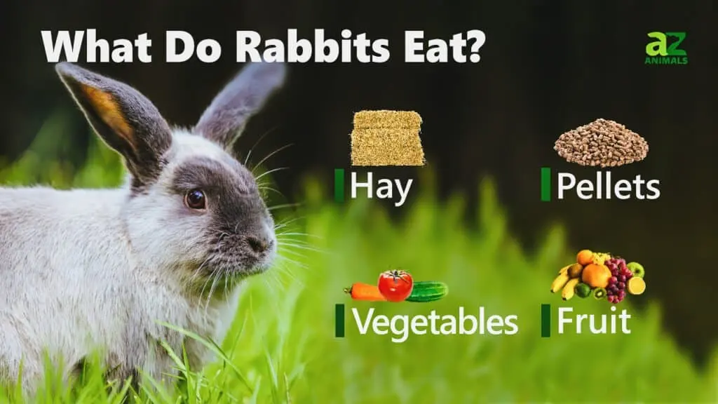 What Do Rabbits Eat?