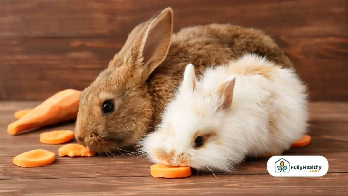 Can Rabbits Eat Carrots or Not? Read This First