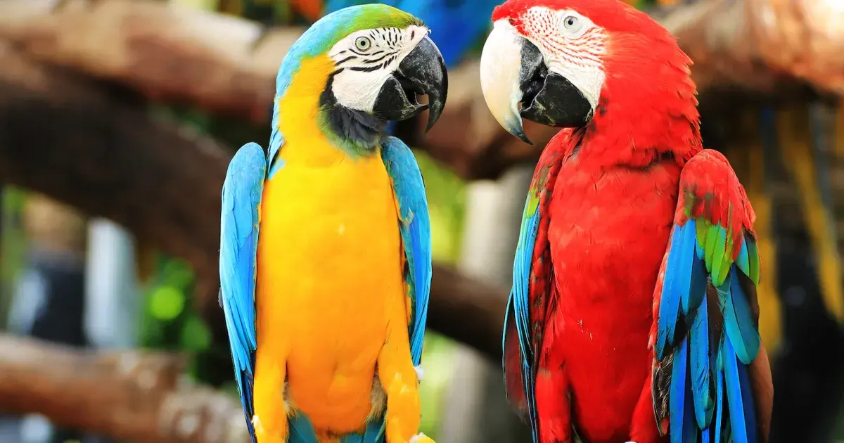 Why do parrots live so long?