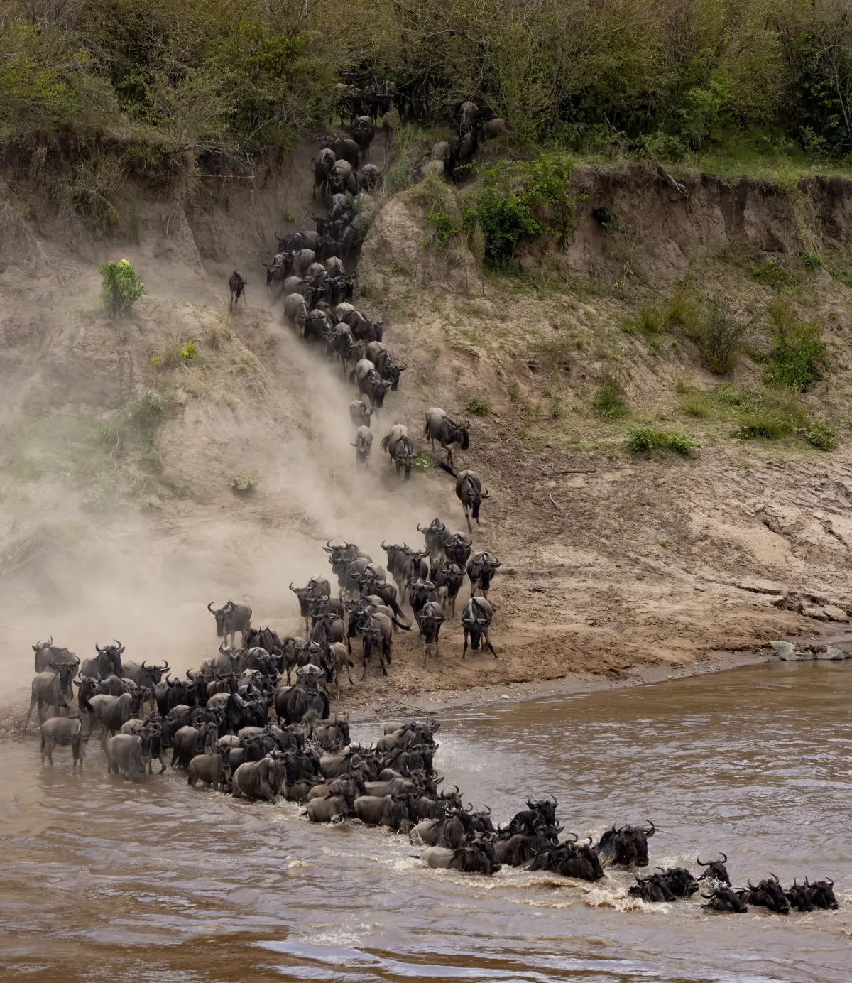 7 interesting facts about animal migrations