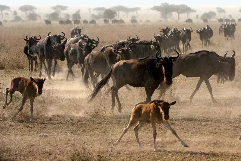 Migration