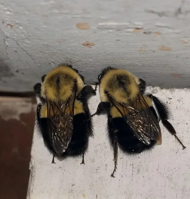 How big do bumblebees get