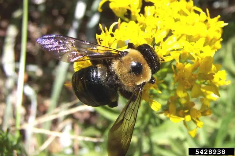 Big bumblebees — image 2