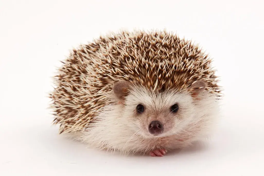 The Secret Life of Urban Hedgehogs