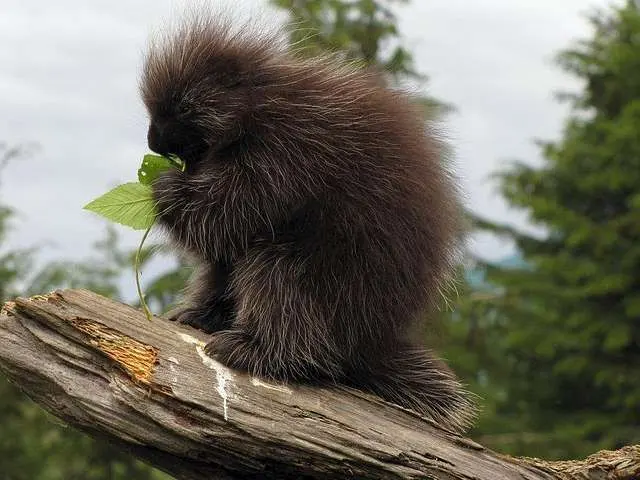 Porcupines live — image 2