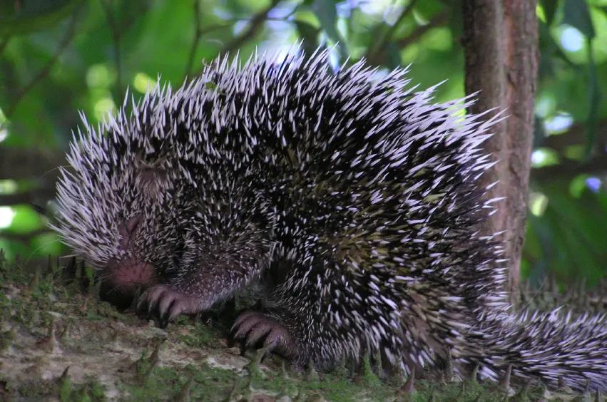 Porcupines in Winter: Do They Hibernate?