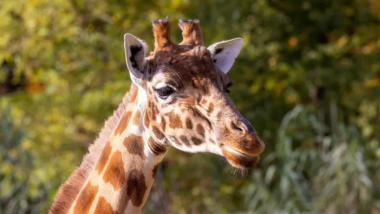 Are giraffes endangered?