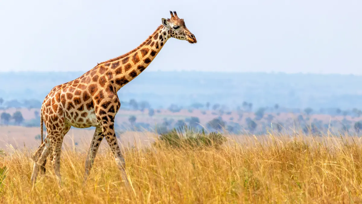 Are giraffes endangered?