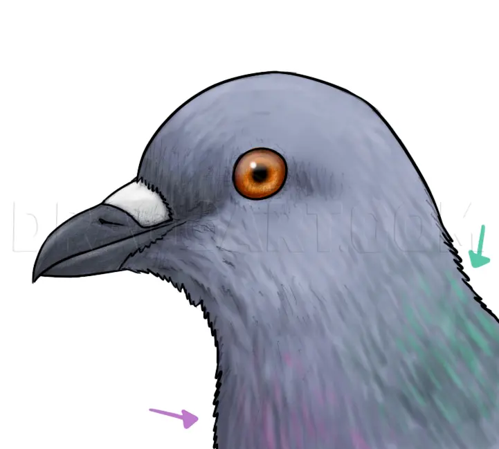 How To Draw Pigeons, Drawing, Step by Step, by makangeni