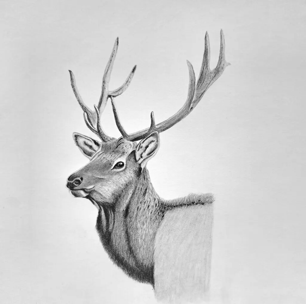 5 Easy Steps to Drawing a Realistic Elk for Beginners
