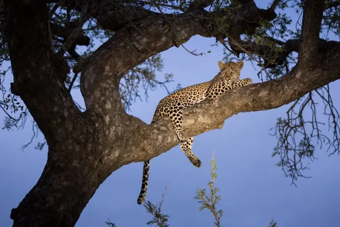 Where Do Leopards Live? In the Wild, Of Course