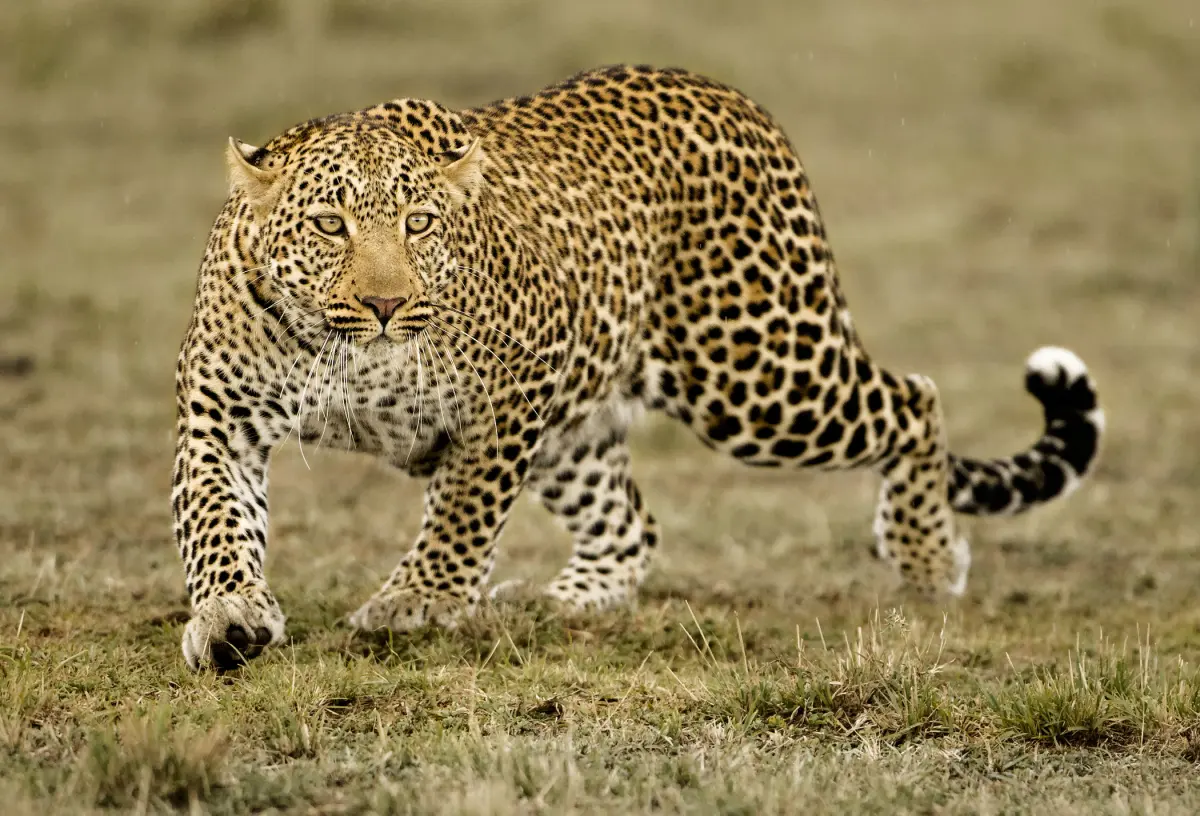 Leopard guide: where they live, what they eat
