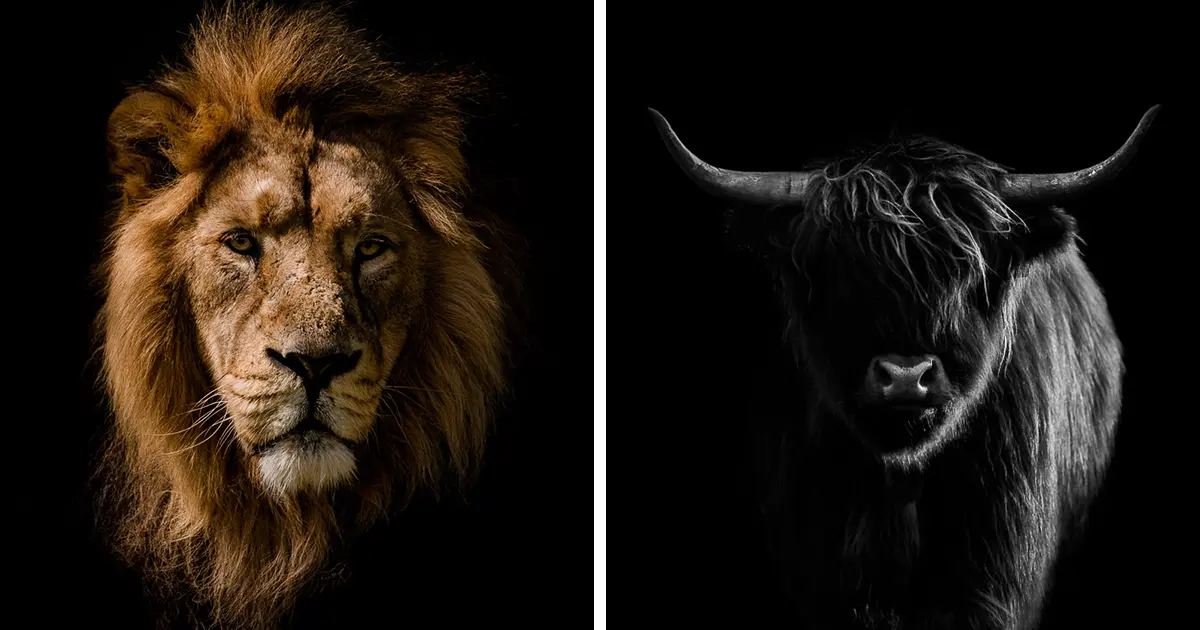 Animals dark — image 2