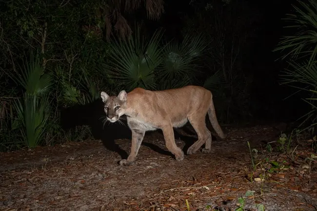 Animals Need the Dark (U.S. National Park Service)