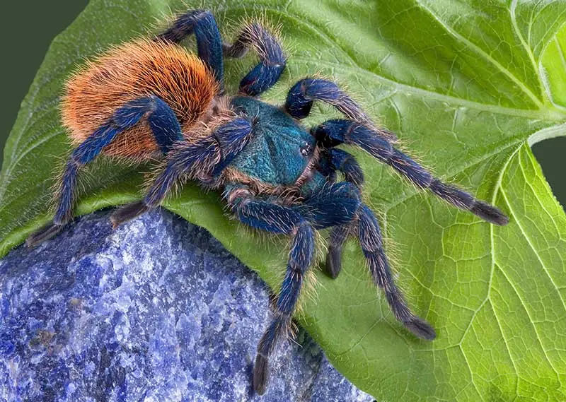 The Truth About Tarantulas and Other Spiders