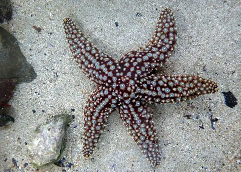Giant Sea Star, Pisaster giganteus