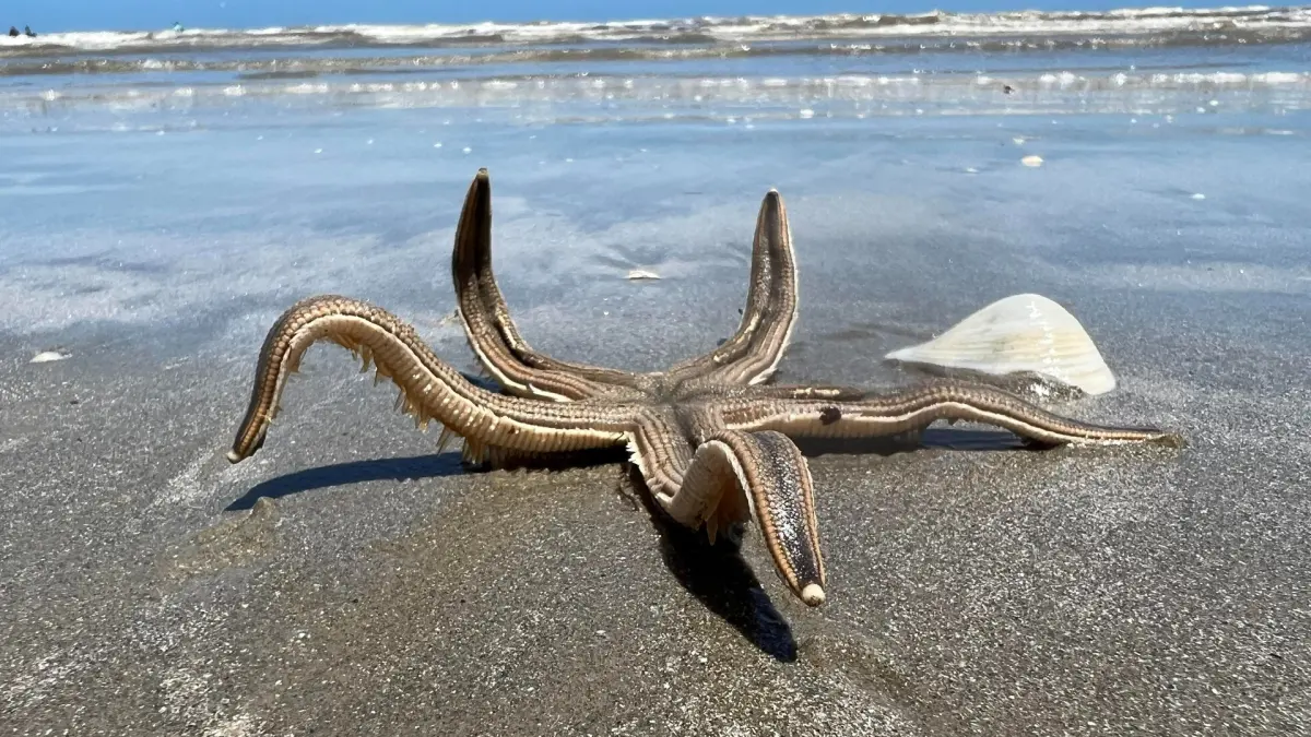 Big sea stars — image 2