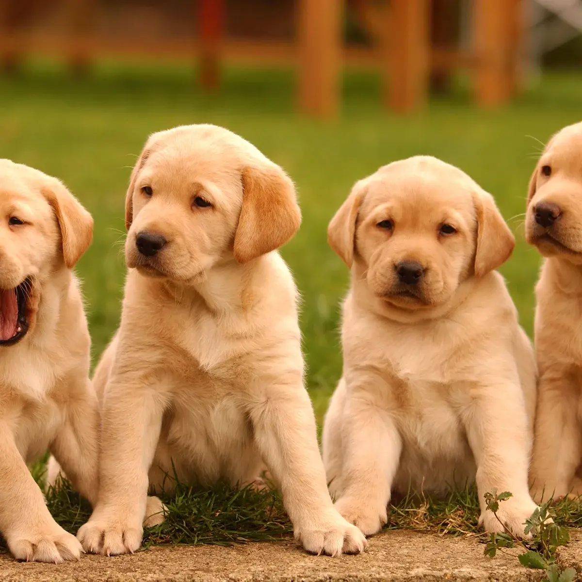 How many babies do dogs have