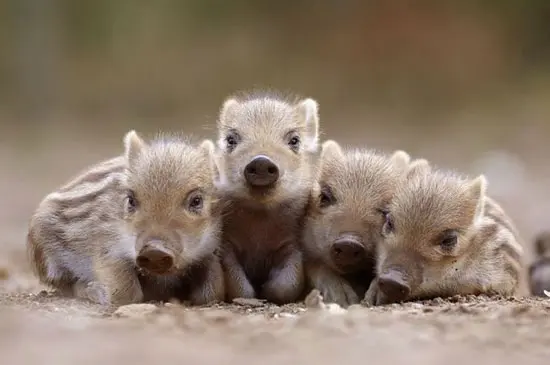 Random blog about Baby Boars