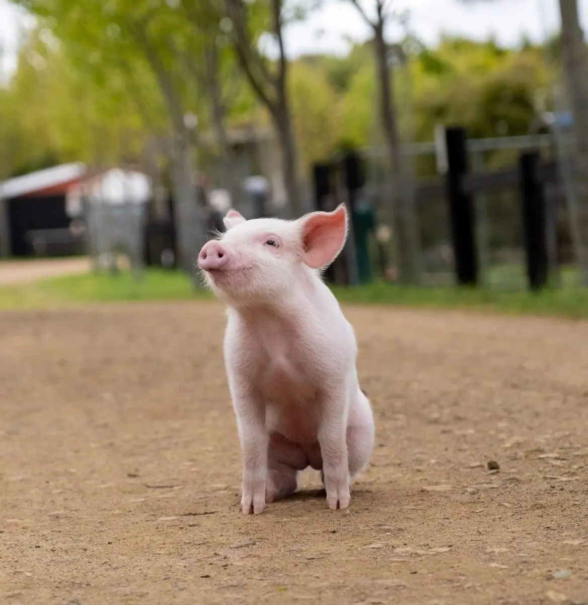 Baby pig called — image 2