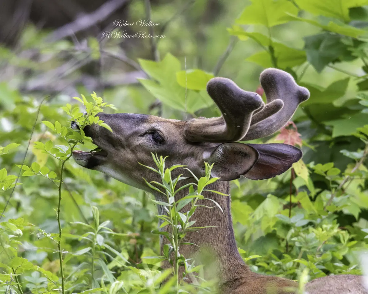How To Get Great Wildlife Photographs in the Forest