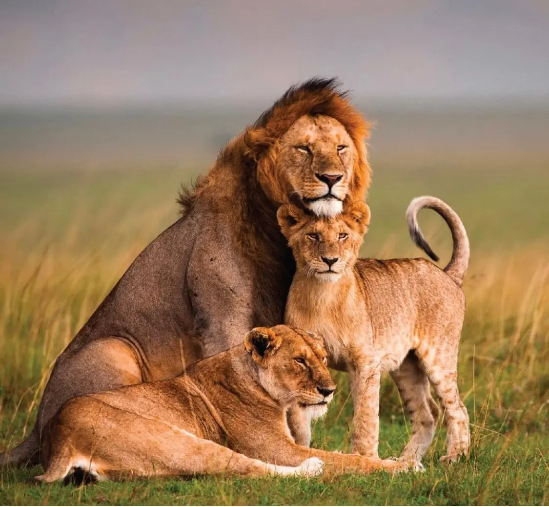 19 Wildlife Photography Tips & Techniques