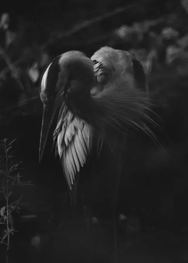 My unconventional approach to wildlife photography