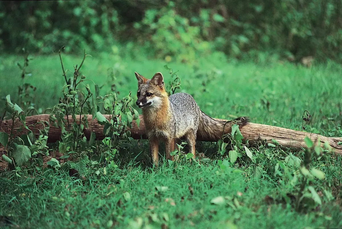 Foxes live — image 2